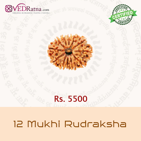 12 mukhi rudraksha
